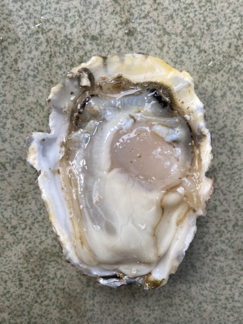 乳山生蚝，豆豆