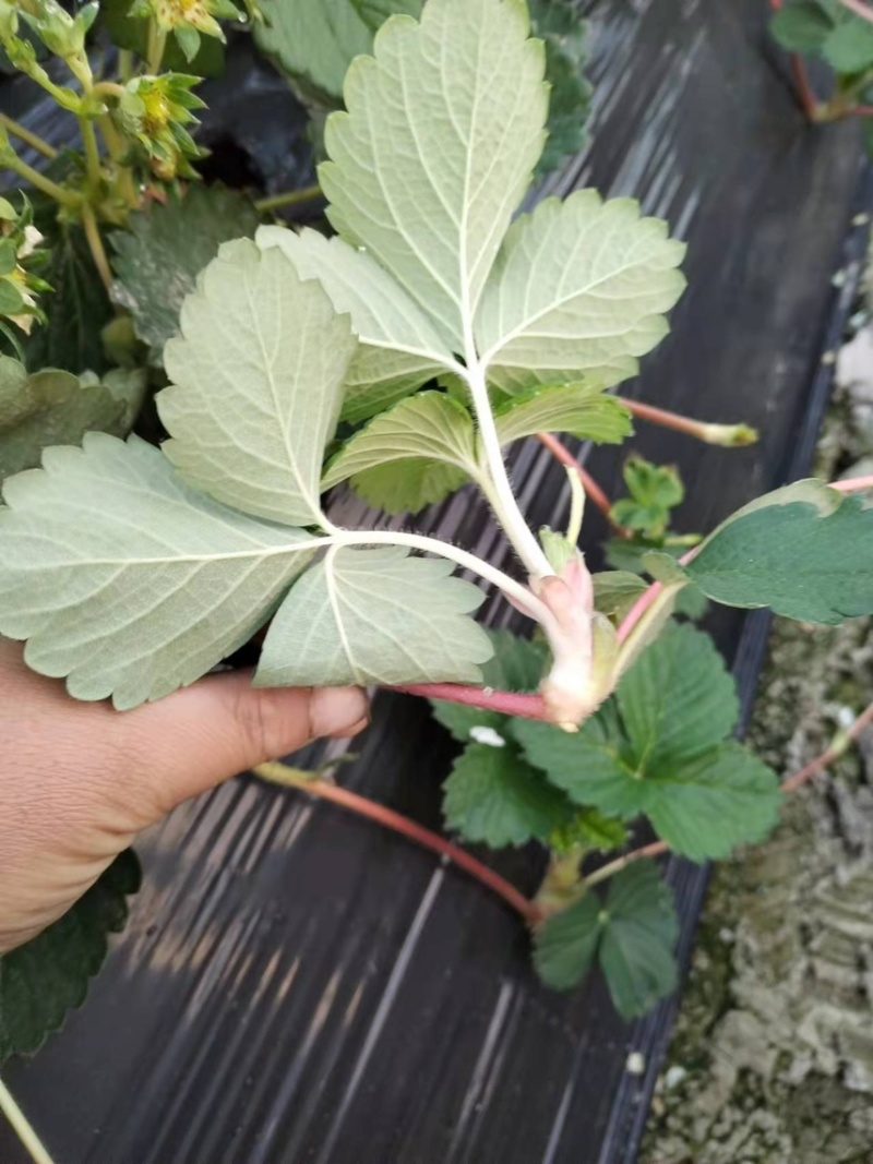 红颜草莓品种匍匐茎种苗出售。有需要的联系我。