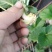 红颜草莓品种匍匐茎种苗出售。有需要的联系我。