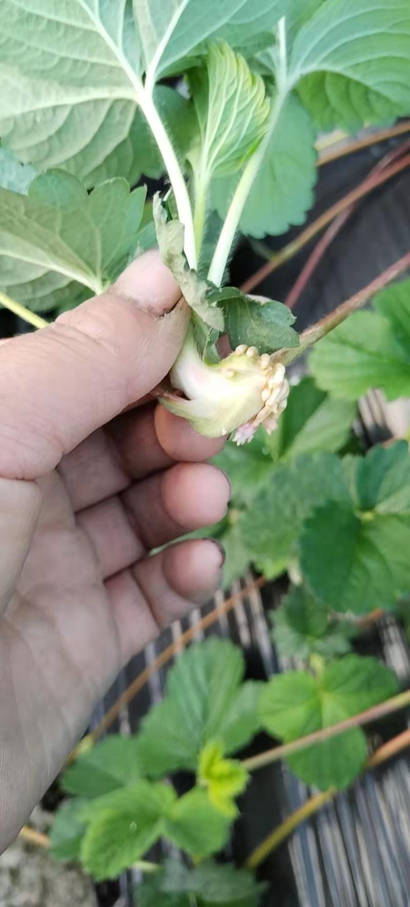 红颜草莓品种匍匐茎种苗出售。有需要的联系我。