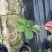 红颜草莓品种匍匐茎种苗出售。有需要的联系我。