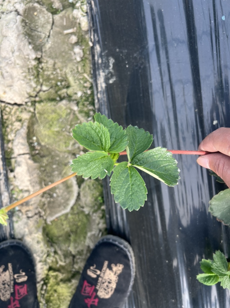 红颜草莓品种匍匐茎种苗出售。有需要的联系我。
