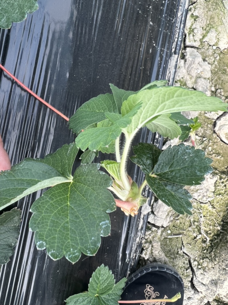 红颜草莓品种匍匐茎种苗出售。有需要的联系我。