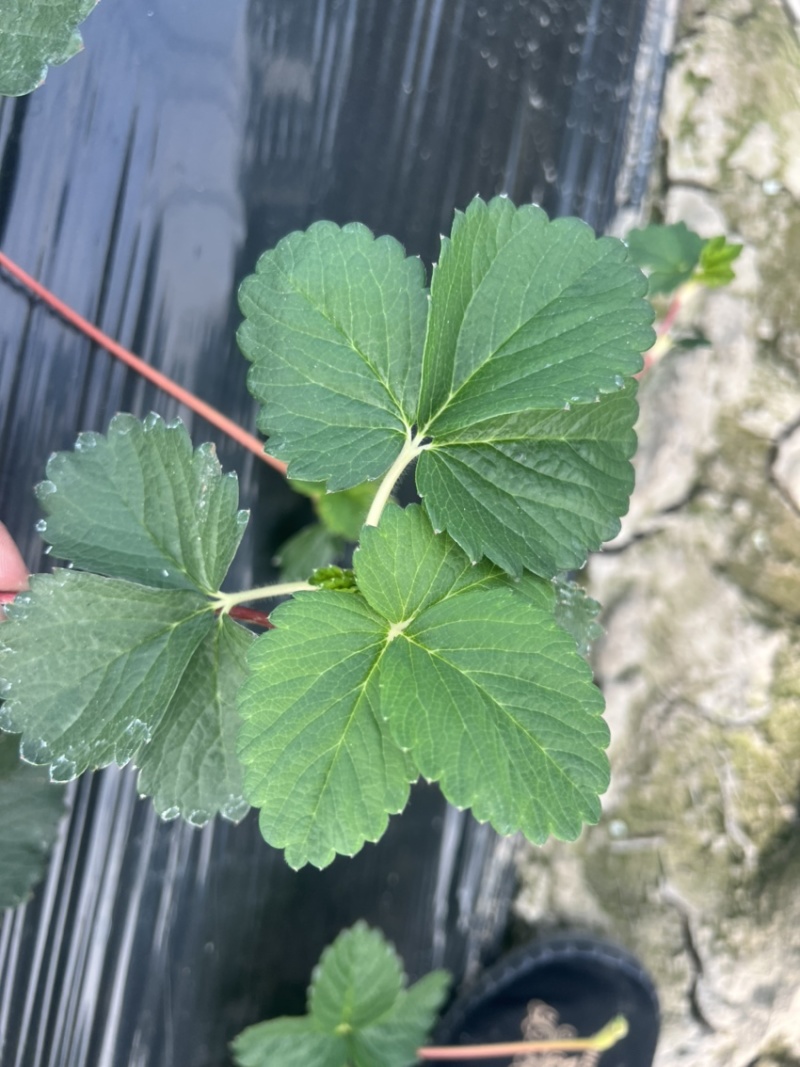 红颜草莓品种匍匐茎种苗出售。有需要的联系我。