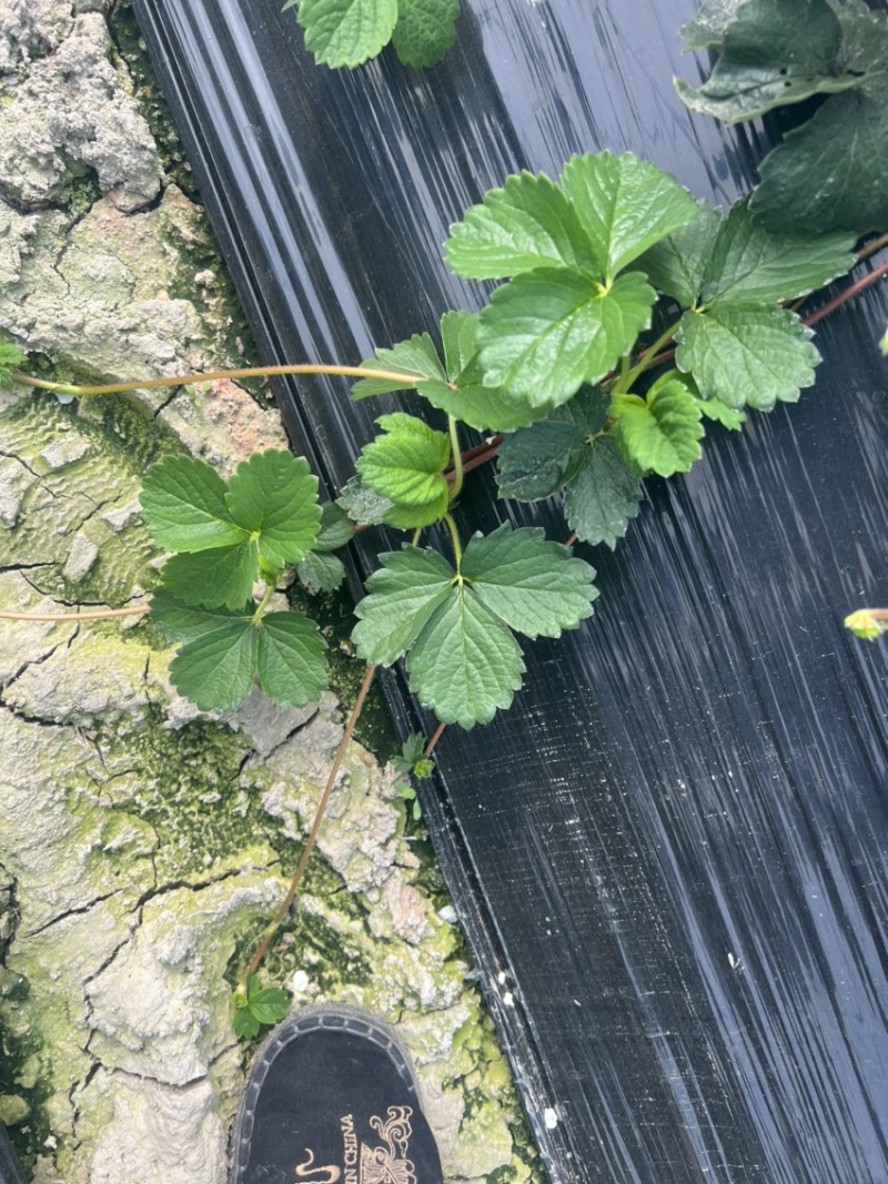 红颜草莓品种匍匐茎种苗出售。有需要的联系我。