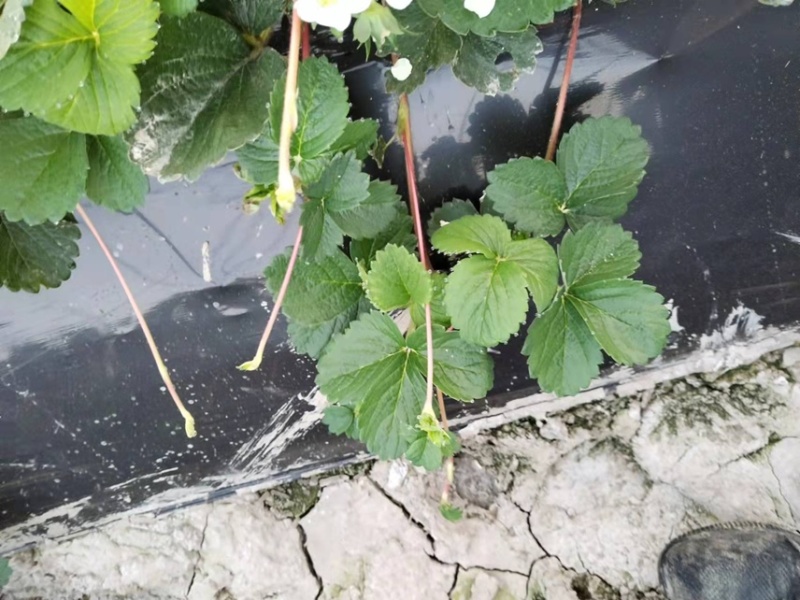 红颜草莓品种匍匐茎种苗出售。有需要的联系我。