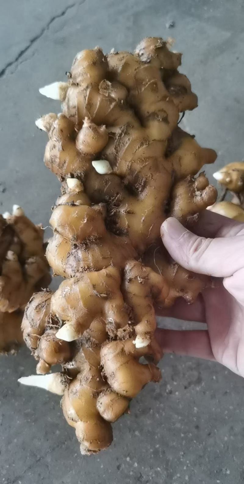 姜母山东姜母产地直发水洗姜母批发货源充足