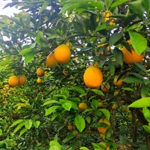 大量锦橙100上市中，果大皮溥，口感香甜，需要的请我