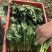 菠菜大叶菠菜基地大量上市欢迎采购价格便宜