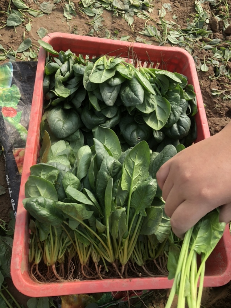 菠菜大叶菠菜基地大量上市欢迎采购价格便宜