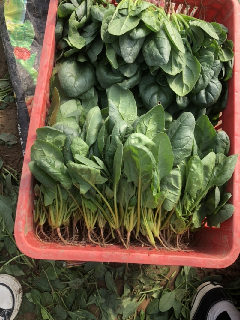 菠菜大叶菠菜基地大量上市欢迎采购价格便宜
