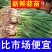 红根蒜苗大量上市根红叶青，市场需求量大，支持水洗