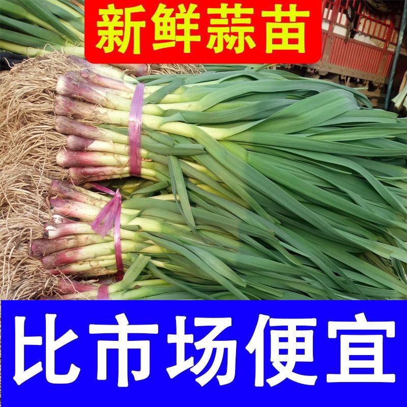 红根蒜苗大量上市根红叶青，市场需求量大，支持水洗