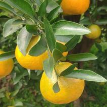 椪柑，大大的优质椪柑血橙一手货源自家种植