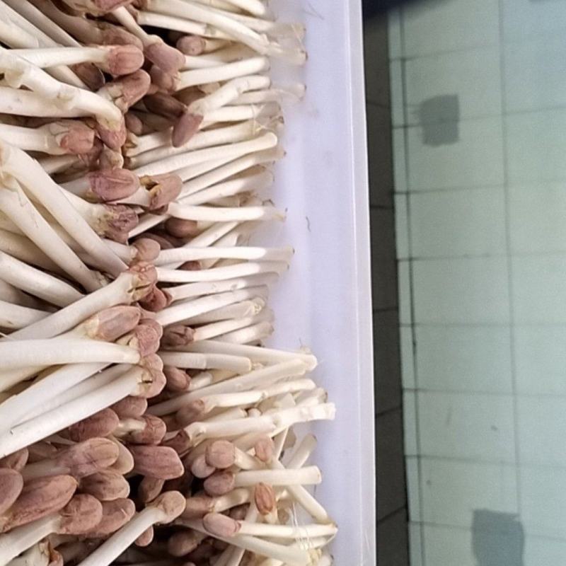 新鲜花生芽