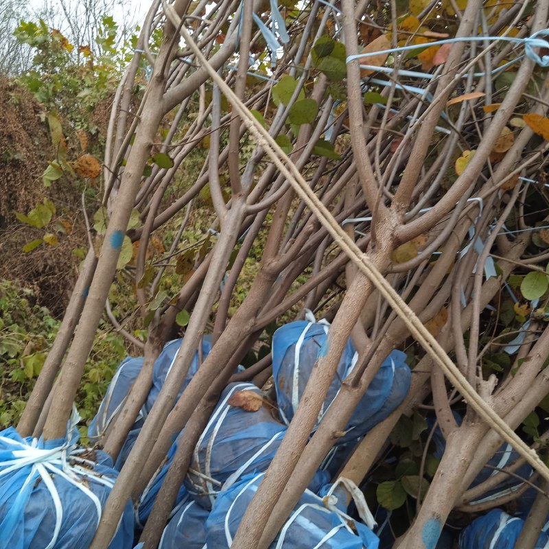黄栌3公分黄栌主产地，裸根土球均可1-15公分均有货