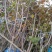 黄栌3公分黄栌主产地，裸根土球均可1-15公分均有货