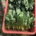 菠菜大叶菠菜基地大量上市欢迎采购价格便宜