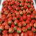 江苏草莓奶油草莓刚刚上市甜草莓，代发全国批发市场