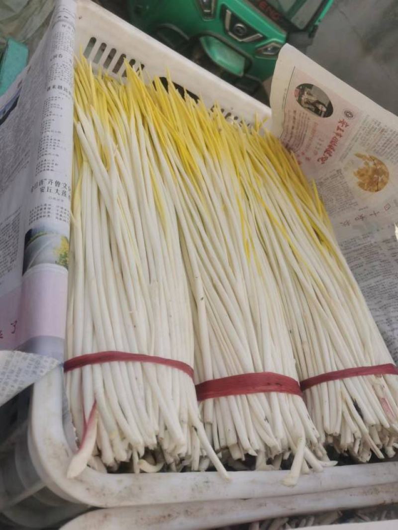 蒜黄大掉价一手货源保质保量诚信经营欢迎选购