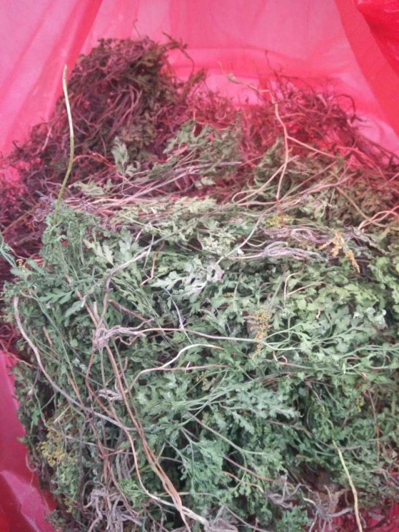 一朵云,小春花(书面语阴地蕨)鲜货，统干货