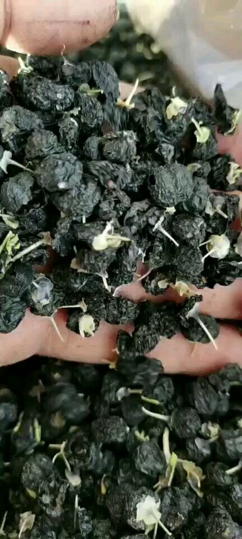 黑枸杞黑枸杞大果-新年特惠宁夏中宁送礼专用礼盒包装，半