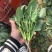 菠菜大叶菠菜基地大量上市欢迎采购价格便宜