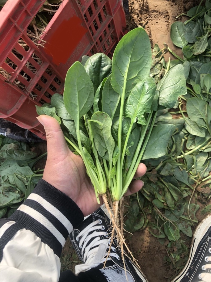 菠菜大叶菠菜基地大量上市欢迎采购价格便宜