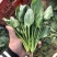 菠菜大叶菠菜基地大量上市欢迎采购价格便宜