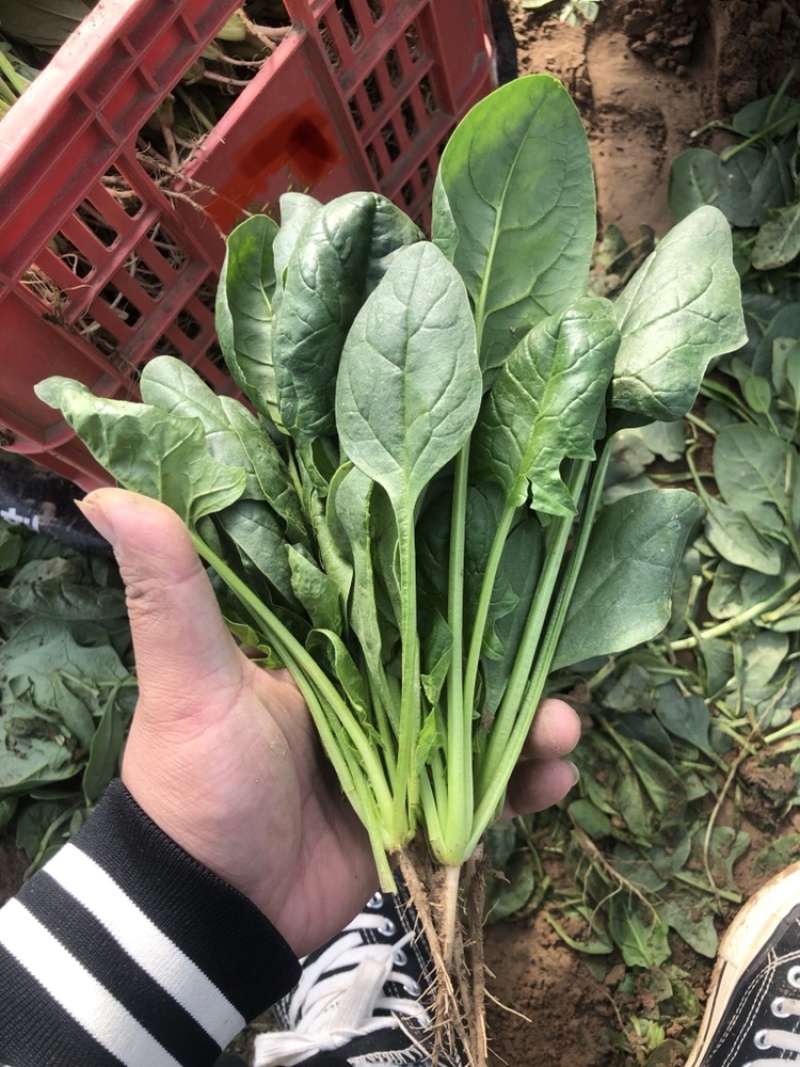 菠菜大叶菠菜基地大量上市欢迎采购价格便宜