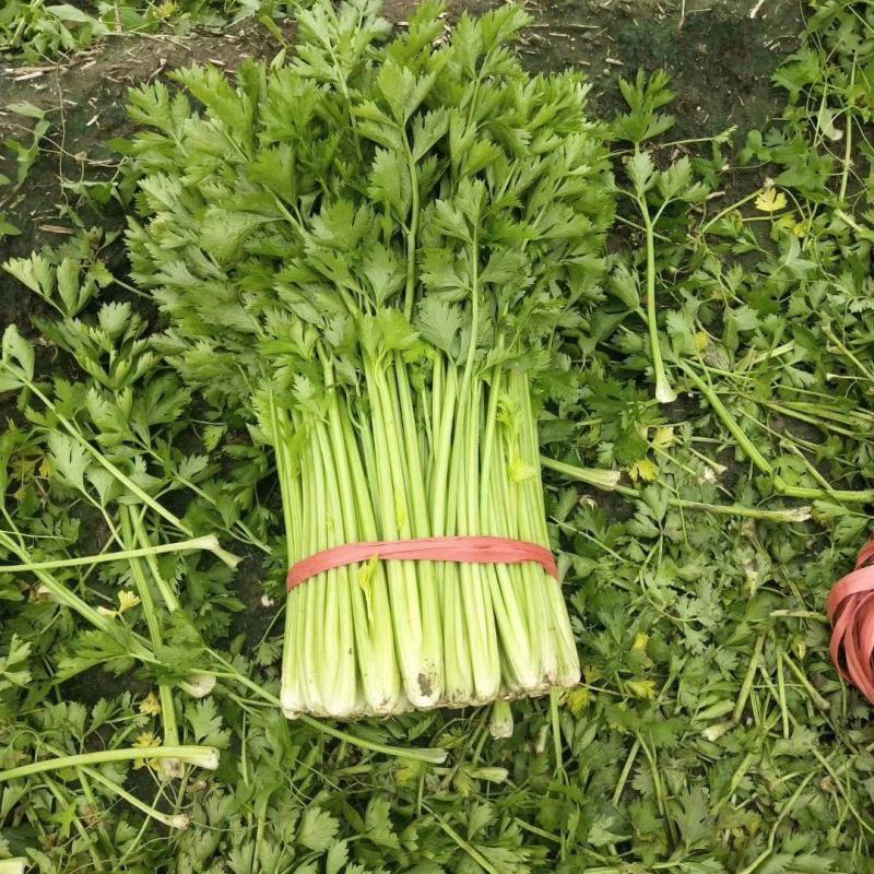 【实力】山东淄博芹菜产地直供当天现割一手货源诚信合作