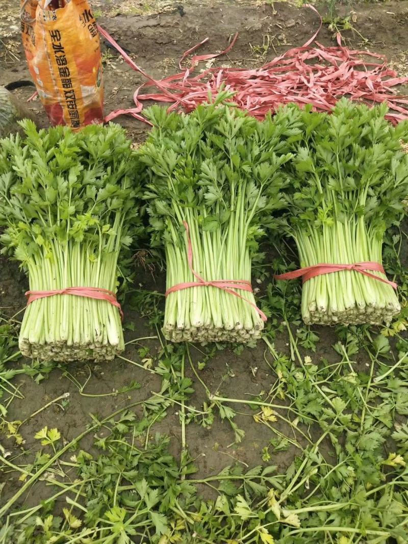 【实力】山东淄博芹菜产地直供当天现割一手货源诚信合作
