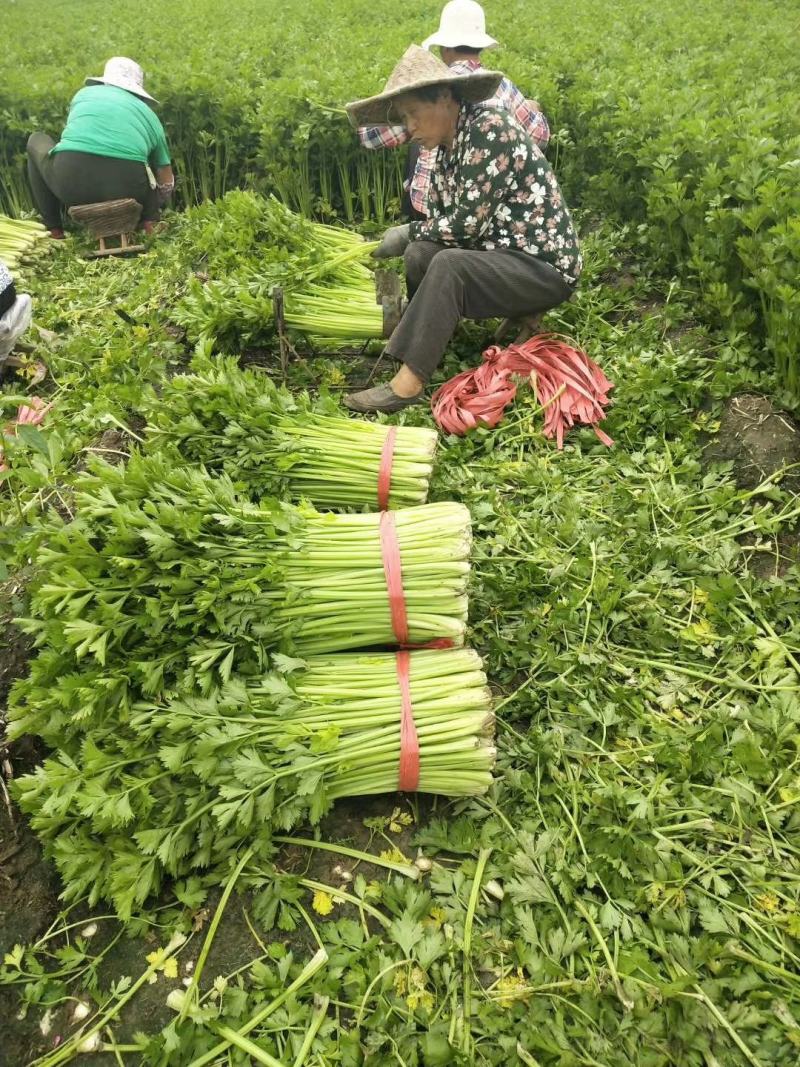 【实力】山东淄博芹菜产地直供当天现割一手货源诚信合作