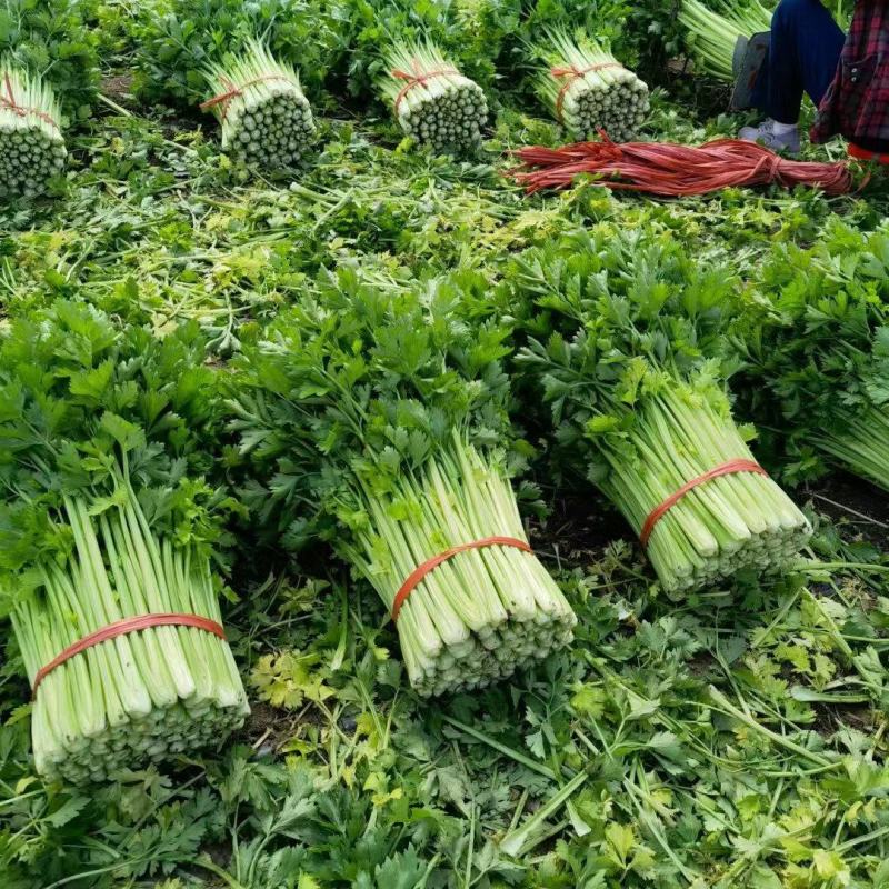 【实力】山东淄博芹菜产地直供当天现割一手货源诚信合作