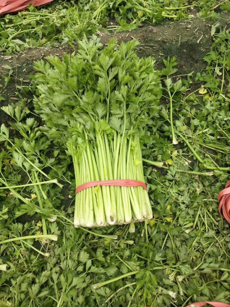 【实力】山东淄博芹菜产地直供当天现割一手货源诚信合作