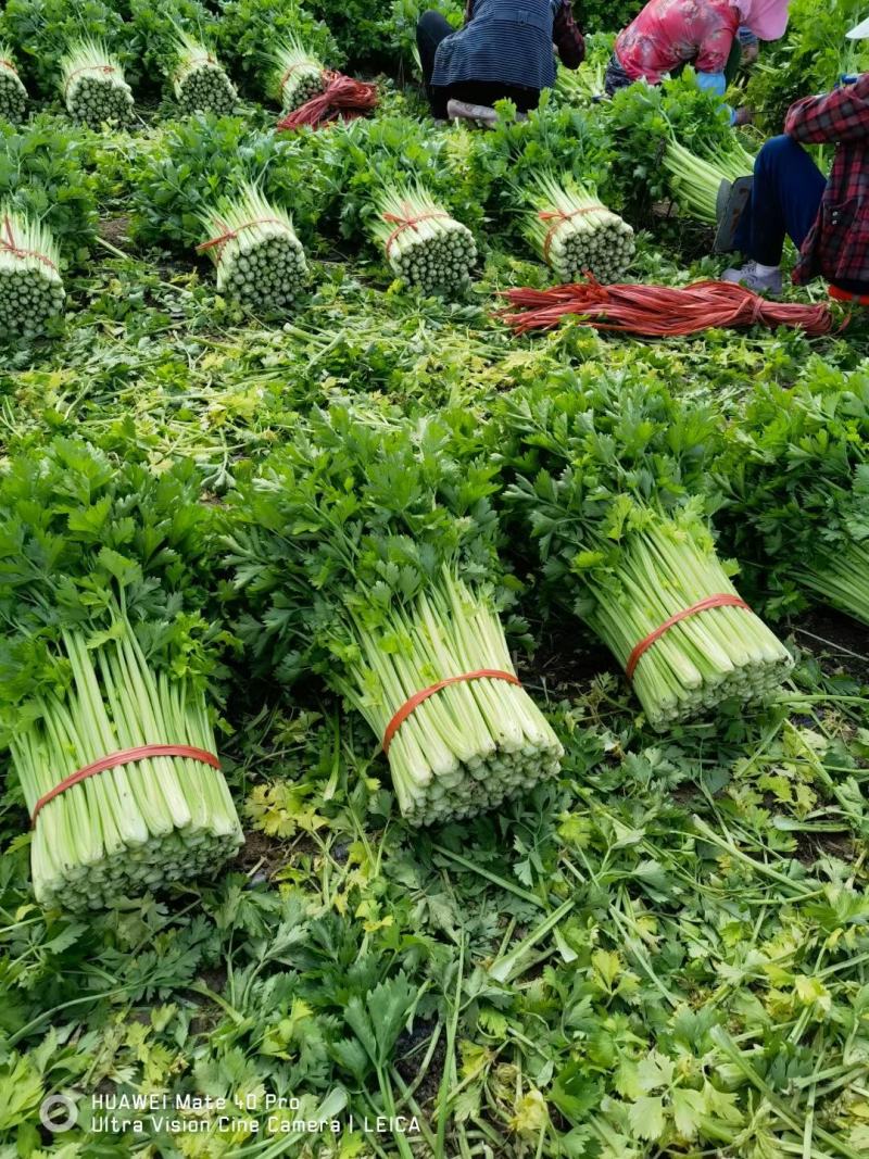 【实力】山东淄博芹菜产地直供当天现割一手货源诚信合作