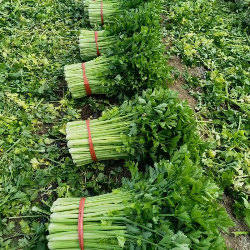 【实力】山东淄博芹菜产地直供当天现割一手货源诚信合作