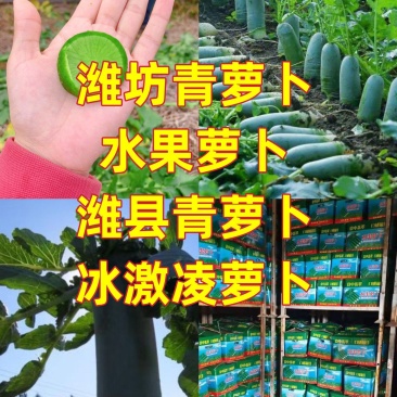 潍坊青萝卜水果萝卜潍县萝卜纯青茬萝卜冰激凌口感脆甜多汁