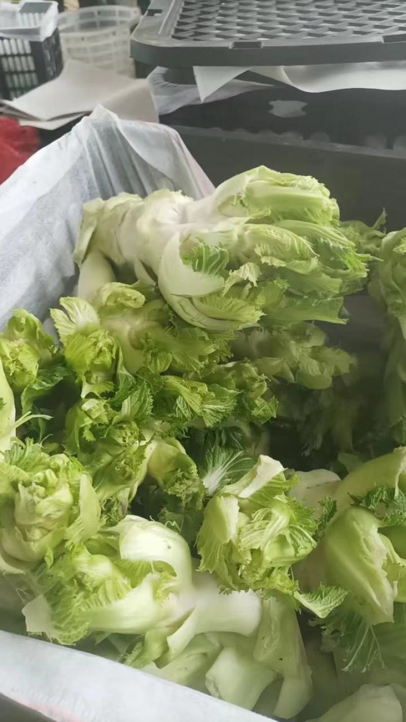 新鲜儿菜量大价优万亩基地专供商场超市全国发货