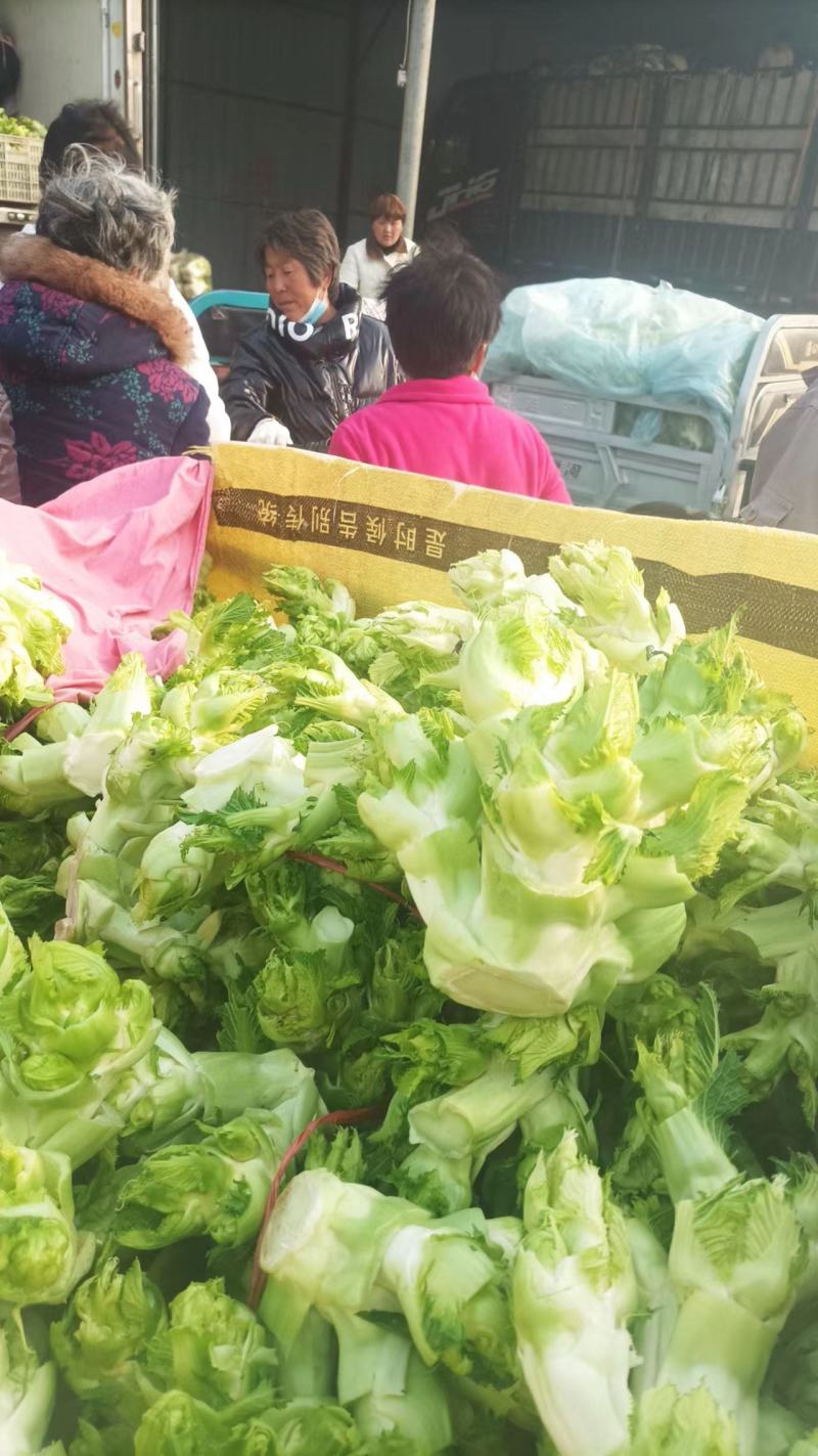新鲜儿菜量大价优万亩基地专供商场超市全国发货