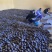 东北辽宁特产优质东北苹果梨大冻一手货源产地直发