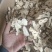 白术选货产地安徽永盛药业品种齐全质量好价格低