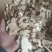 白术选货产地安徽永盛药业品种齐全质量好价格低