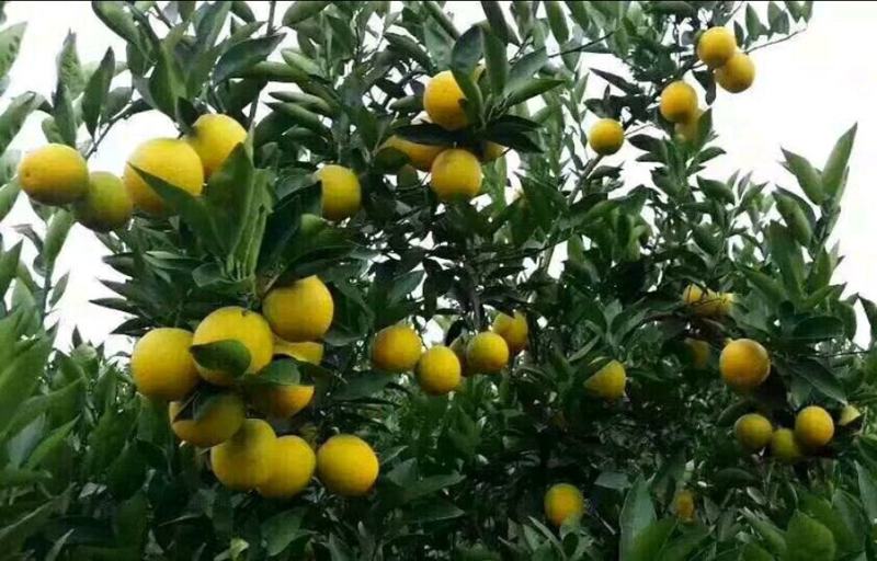 云南华宁冰糖橙—高原王子