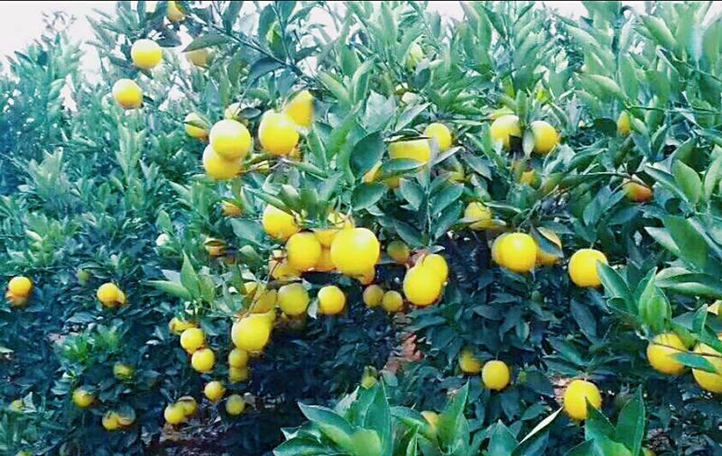 云南华宁冰糖橙—高原王子