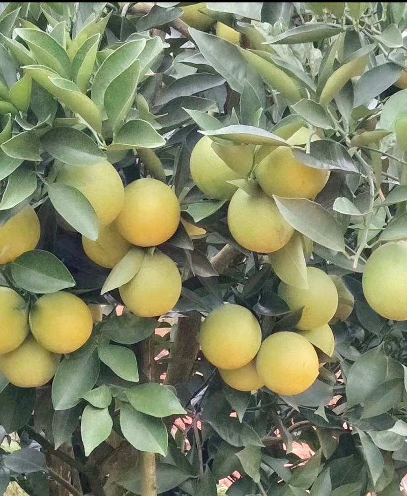 云南华宁冰糖橙—高原王子