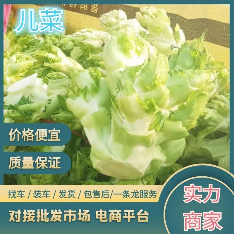 新鲜儿菜量大价优万亩基地专供商场超市全国发货