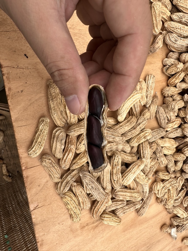 云南西双版纳傣族自治州版纳特产富硒黑花生