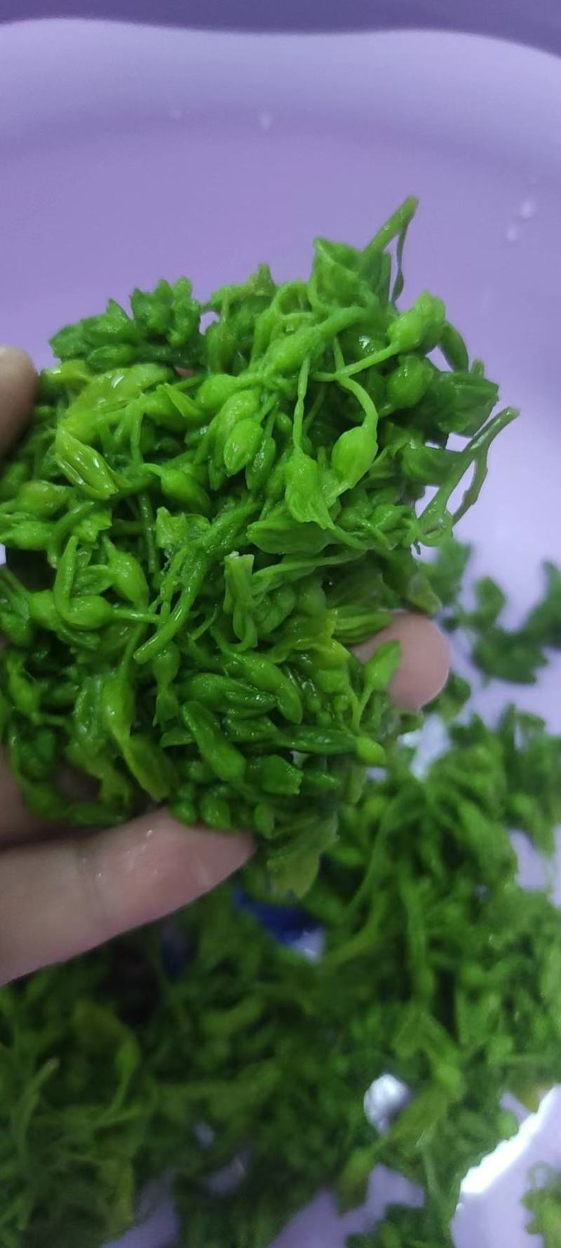 夜兰花速冻夜香花250克一包