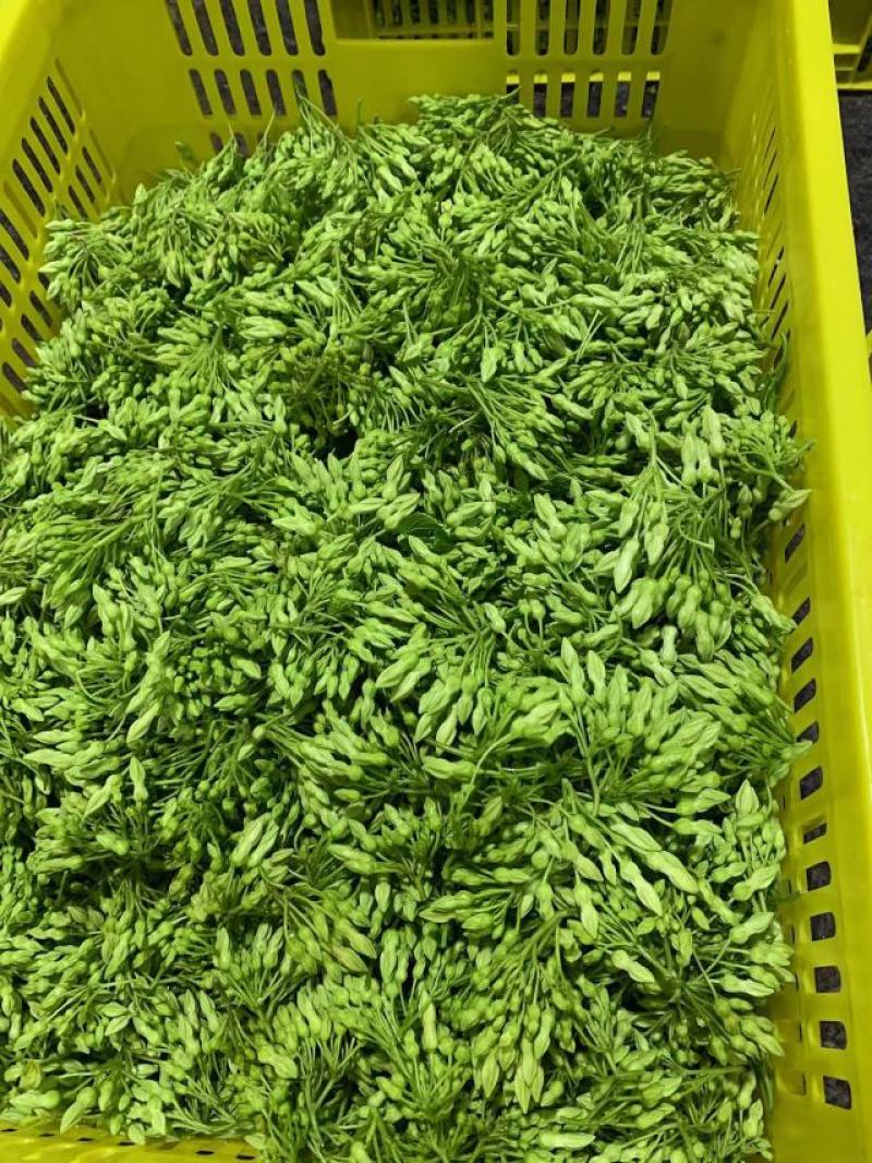 夜兰花速冻夜香花250克一包